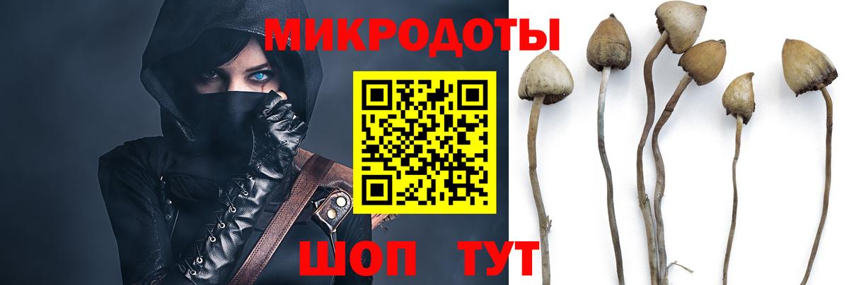 Борисоглебск  купить   Вход с VPN  Псилоцибиновые грибы Psilocybe 
